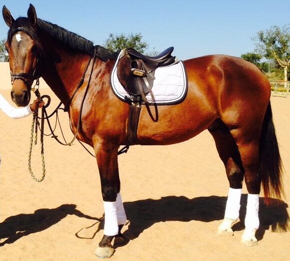 Brandenburg Secret Obsession