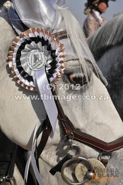 Chrysalis Silver Feather