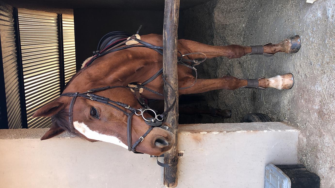 Chevignon Winning Wonder