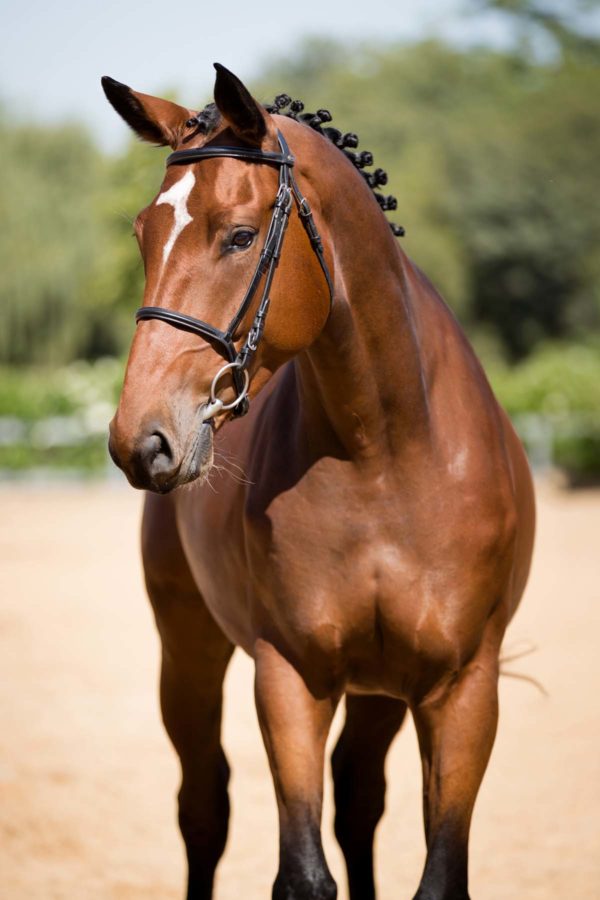 Bellator's Capital Hilfiger