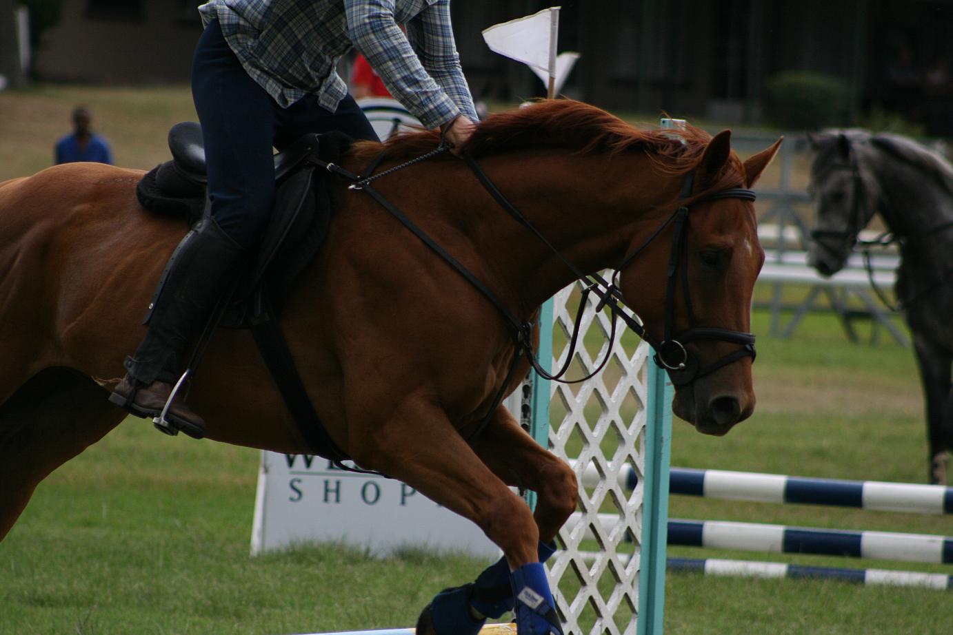 Milkwood Stud Occassional Rebel