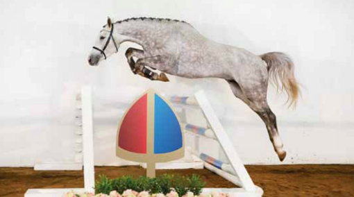 Equi-Cover Callaho Luigi Vella