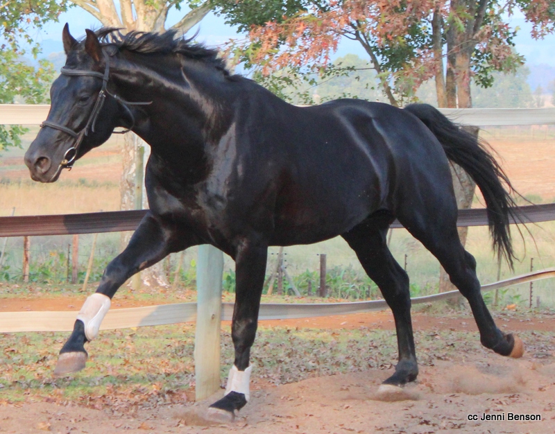 Saratoga’s Senergy 