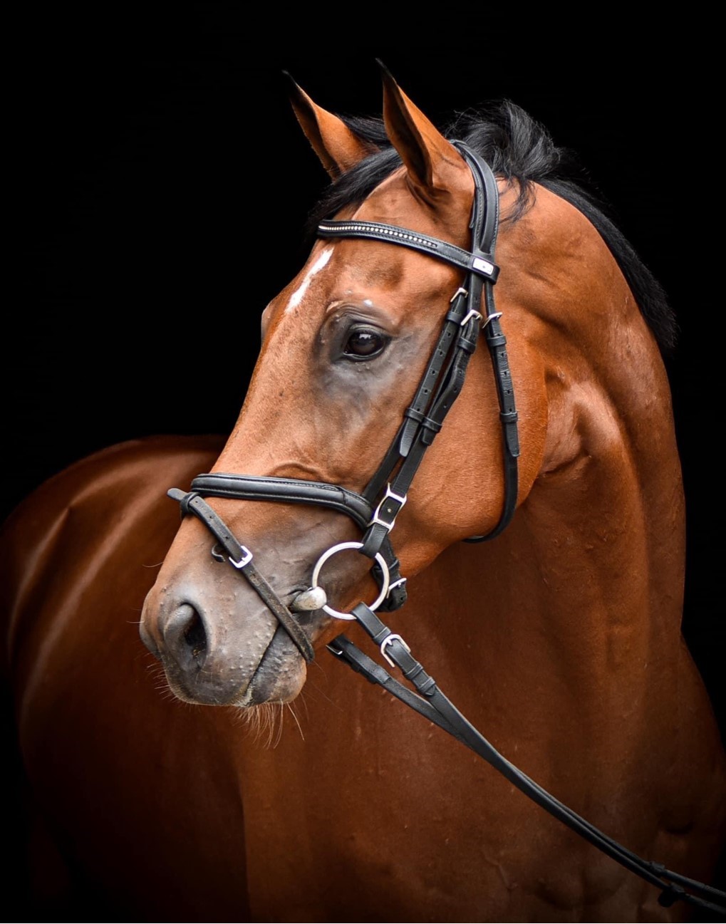 First For Horses Foot Soldier