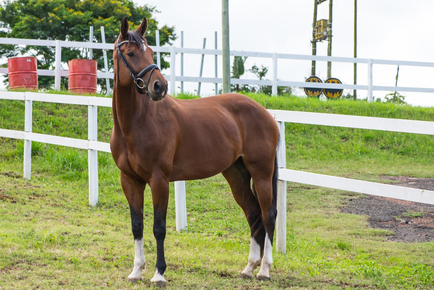bokertov belle amour