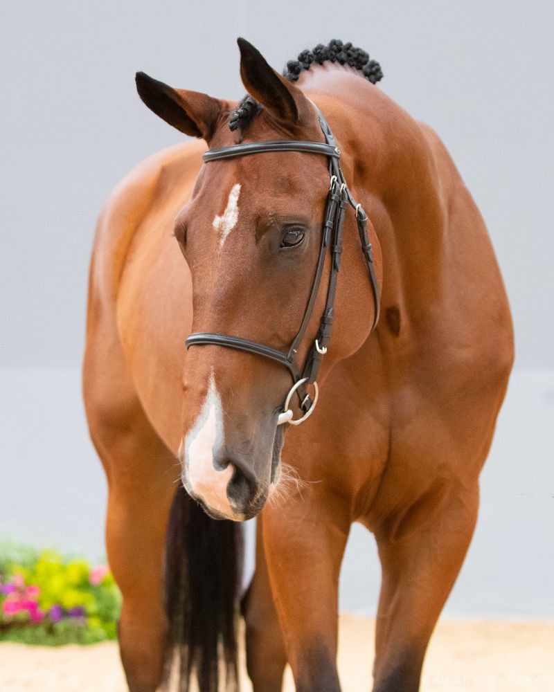 OPTIMA Capital Quality 