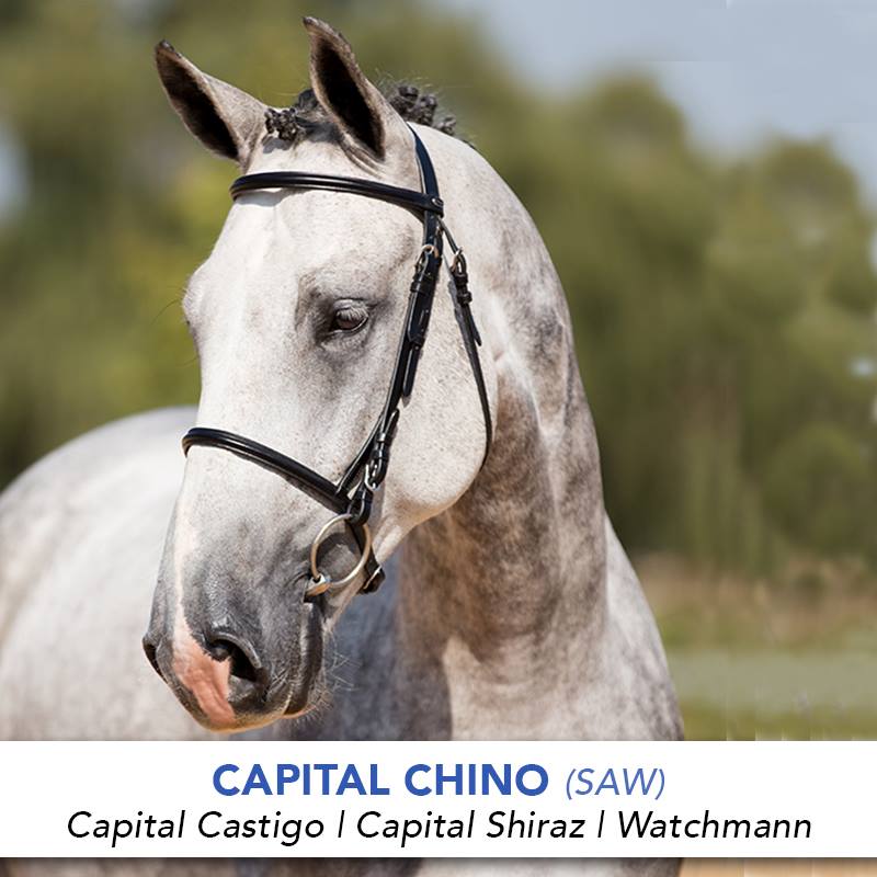 Capital Chino