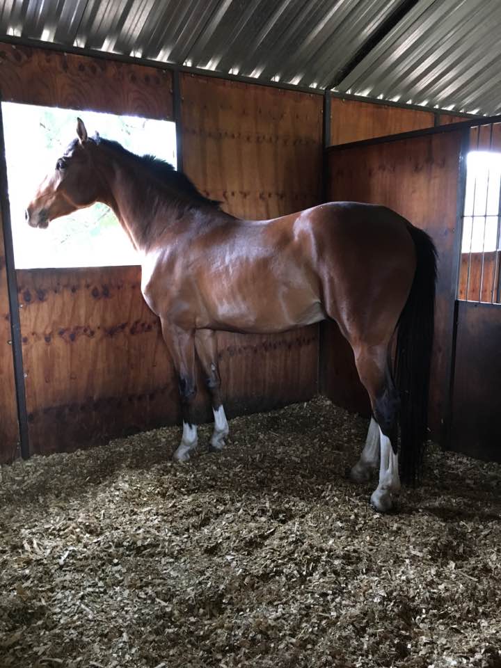 Saratoga Don Dazzler