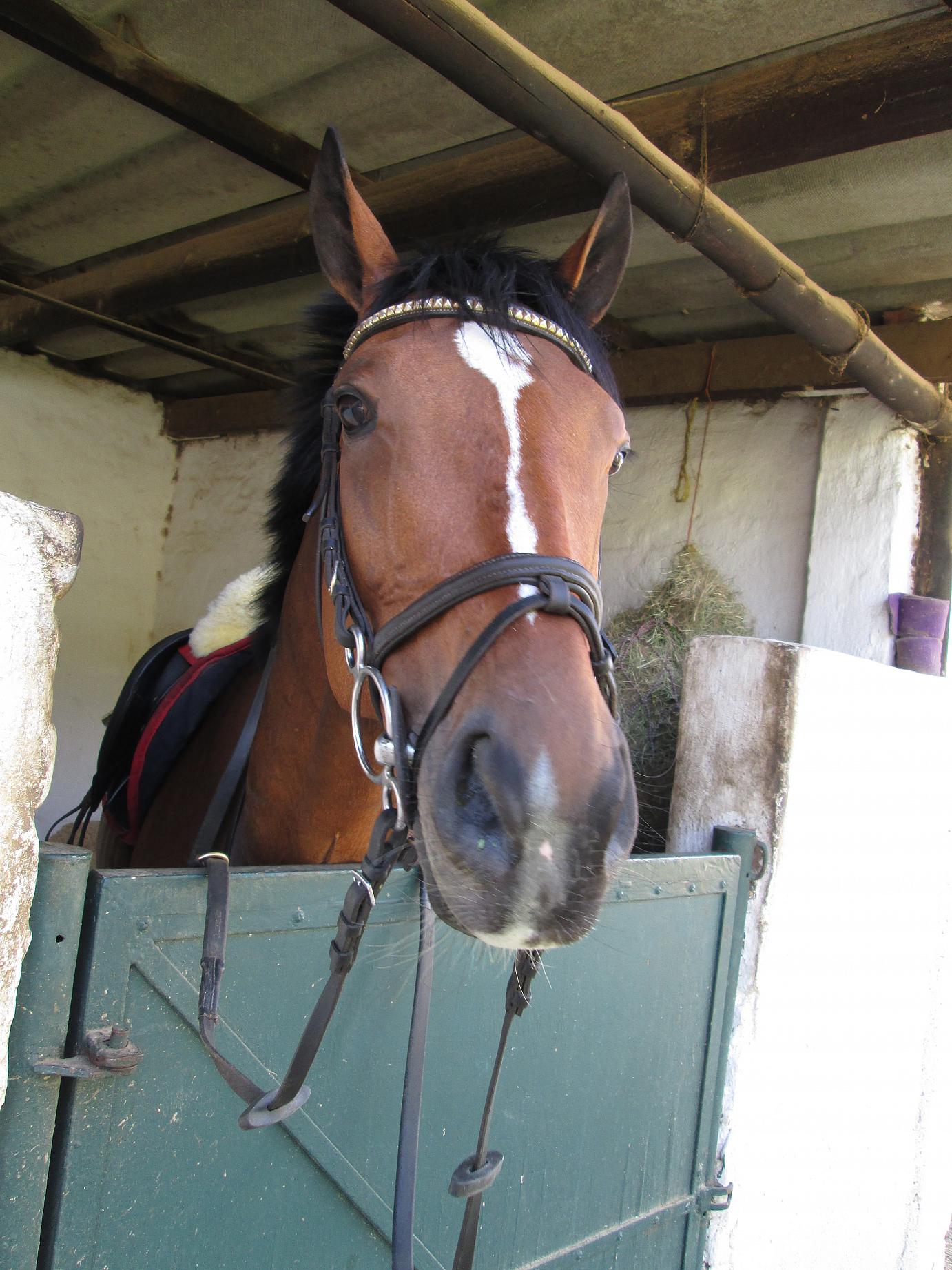 Solo Saddlers Casey's Guest