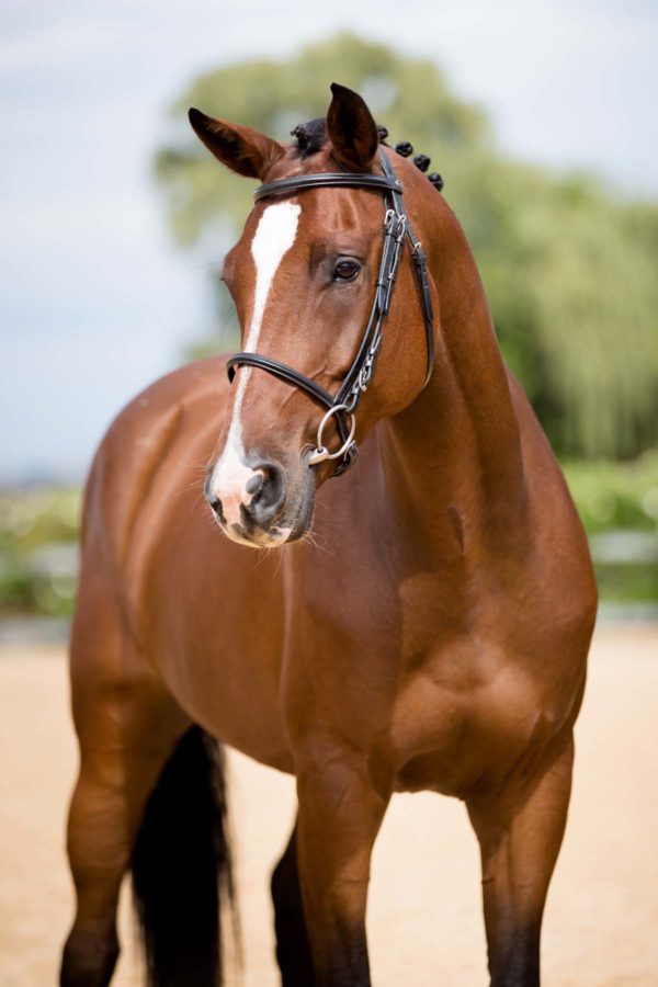 Bellator's Capital Destiny