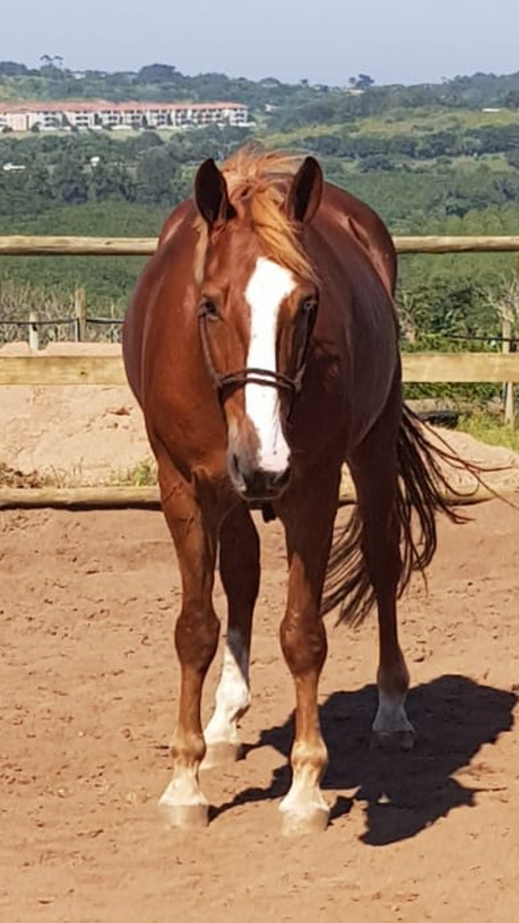 Ebb & Flow Assegai Gemini