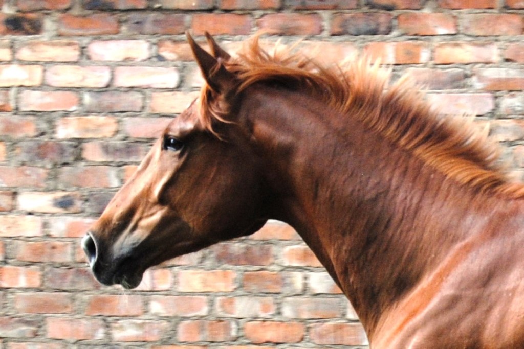 iPharma Davenport Radiant