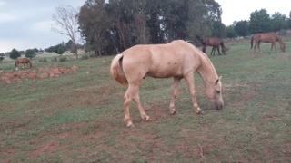 COPPER SON