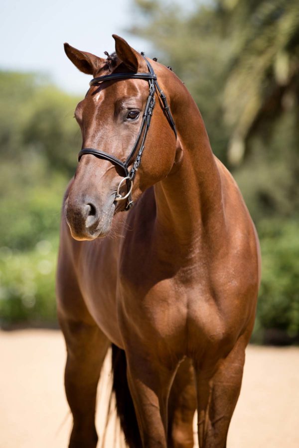 Bellator's Capital California