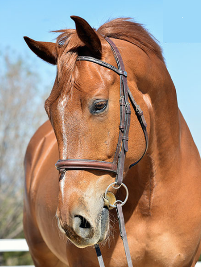 iPharma El Jays Captain Bear