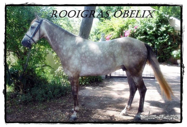 Rooigras Obelix