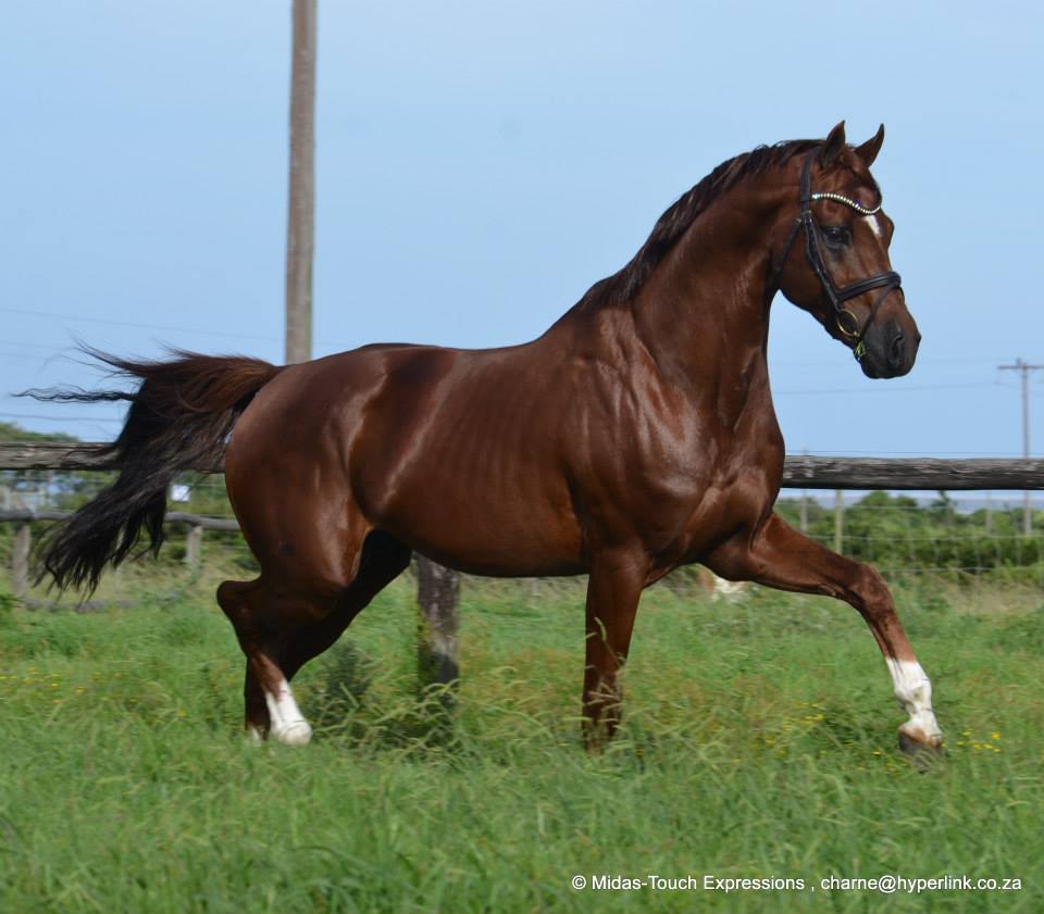 Graaff Equestrian Legacy Agrando