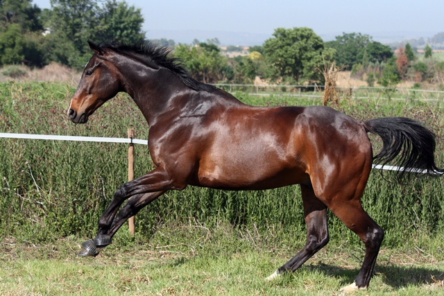 Dunroamin