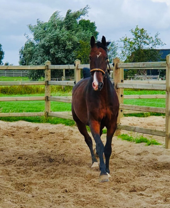 HSB Hylanderhof's Bahrain