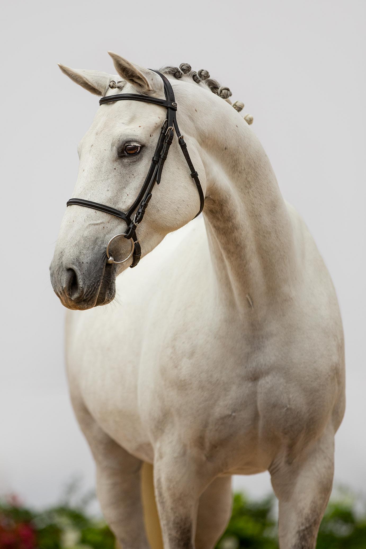 Beekman Holidays’ Capital Hyacinth