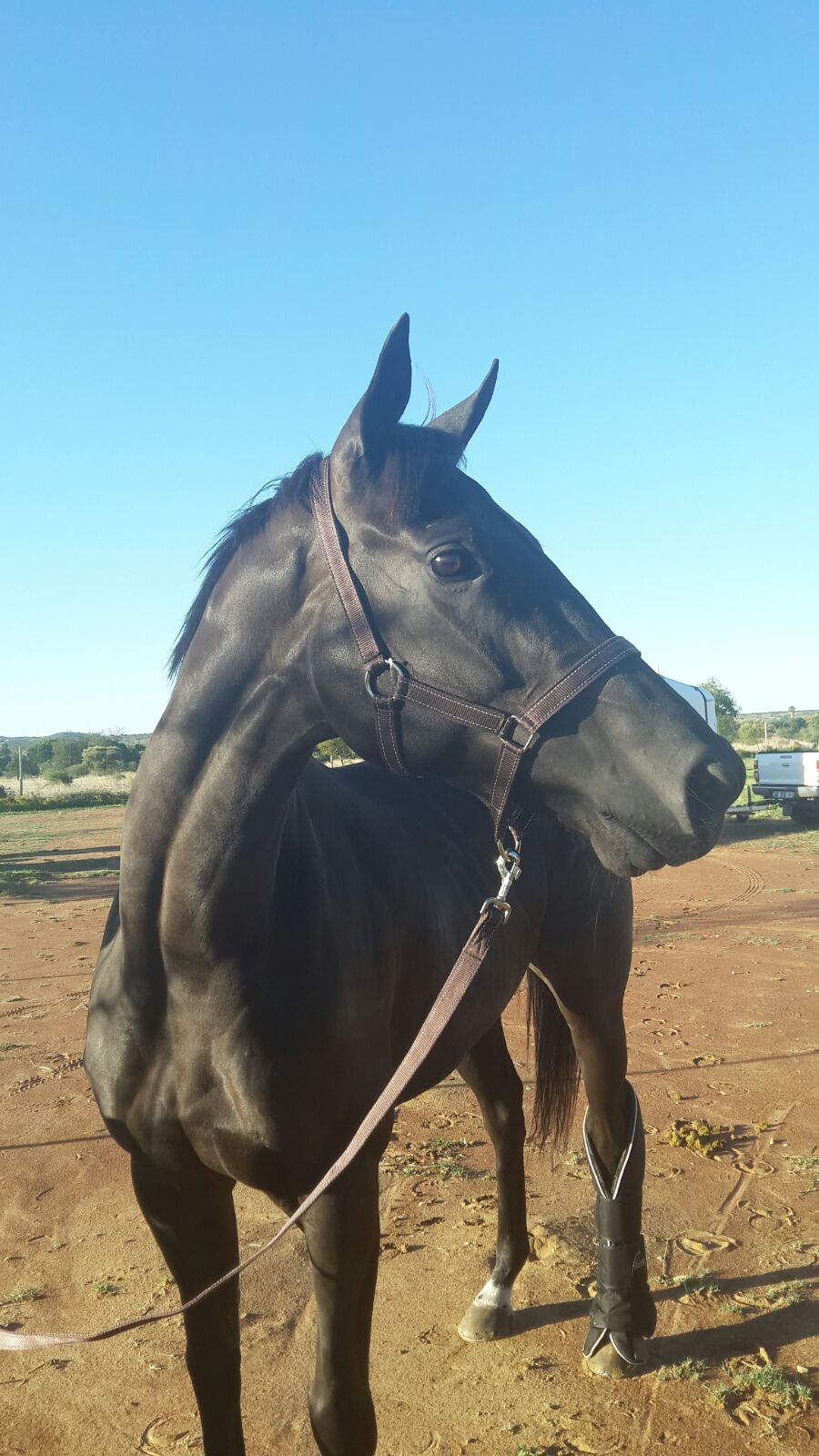 Priceless Sail duplicated