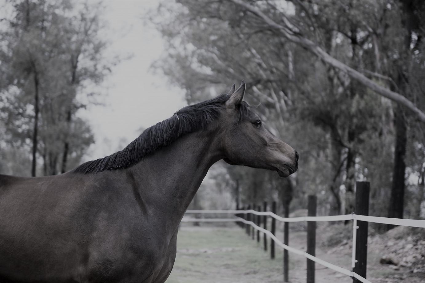 Summerbrook Aishavalante