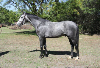 Branic's Qino d'Eclipse