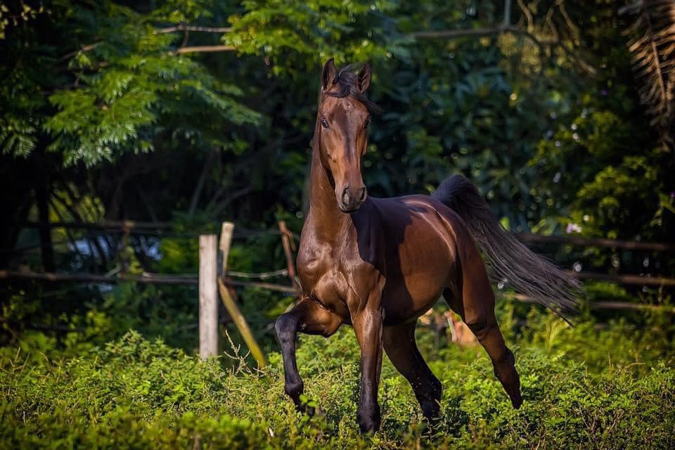 White Waters Onyx At Last