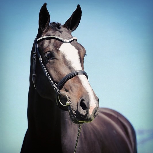De Rust Equestrian Callaho Lisola