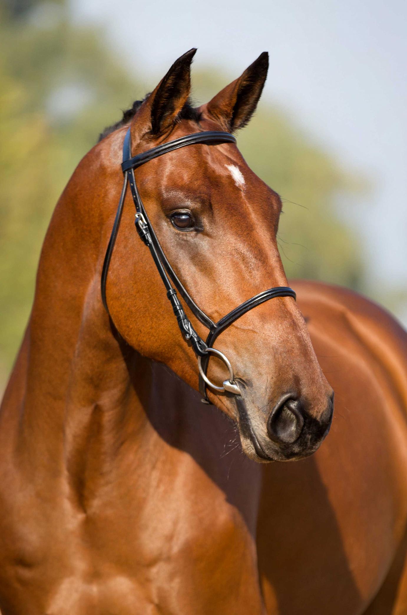 iPharma Capital Claudio