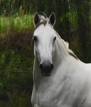 Heidjer Conversano Oda