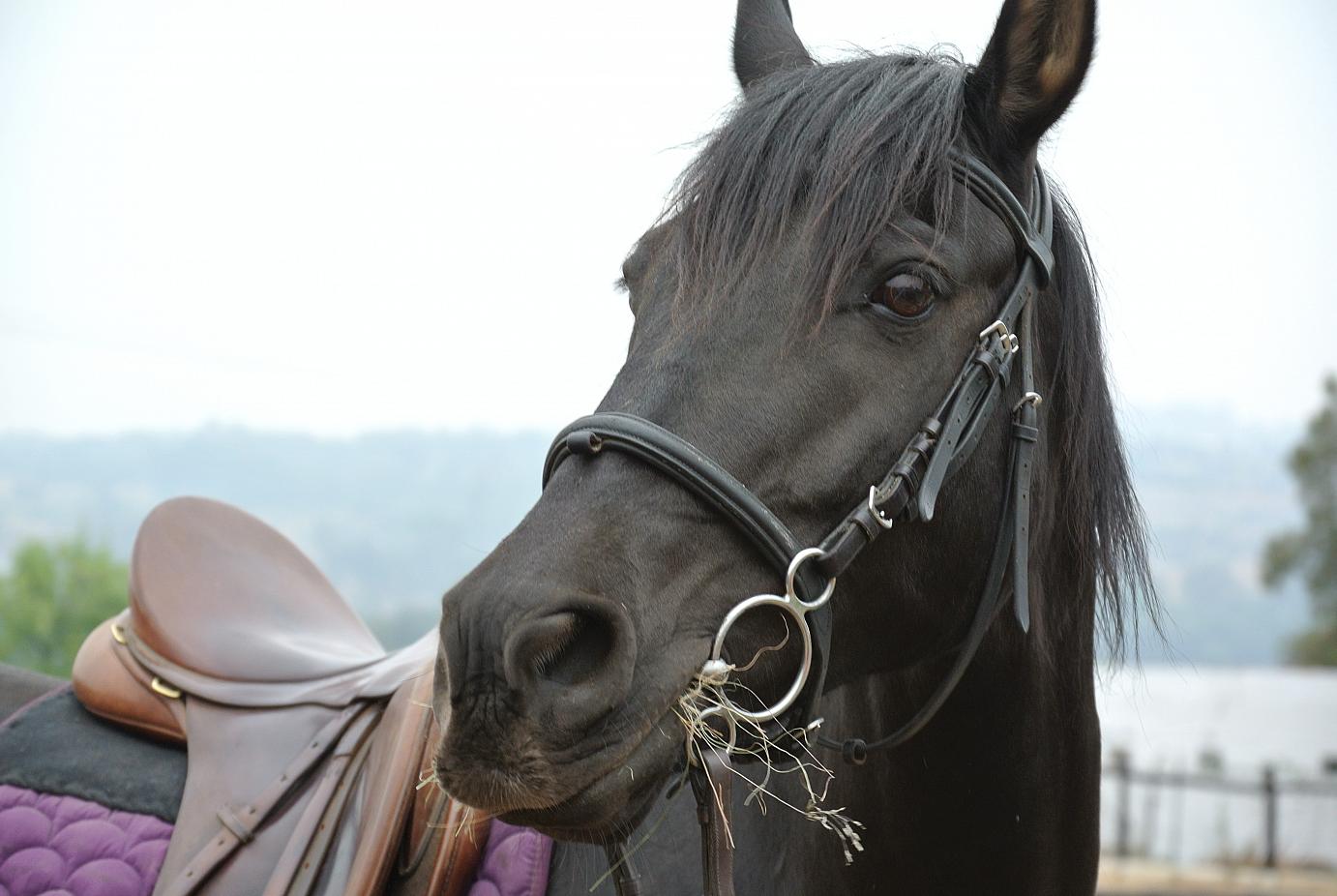 Nightingales Marcasite