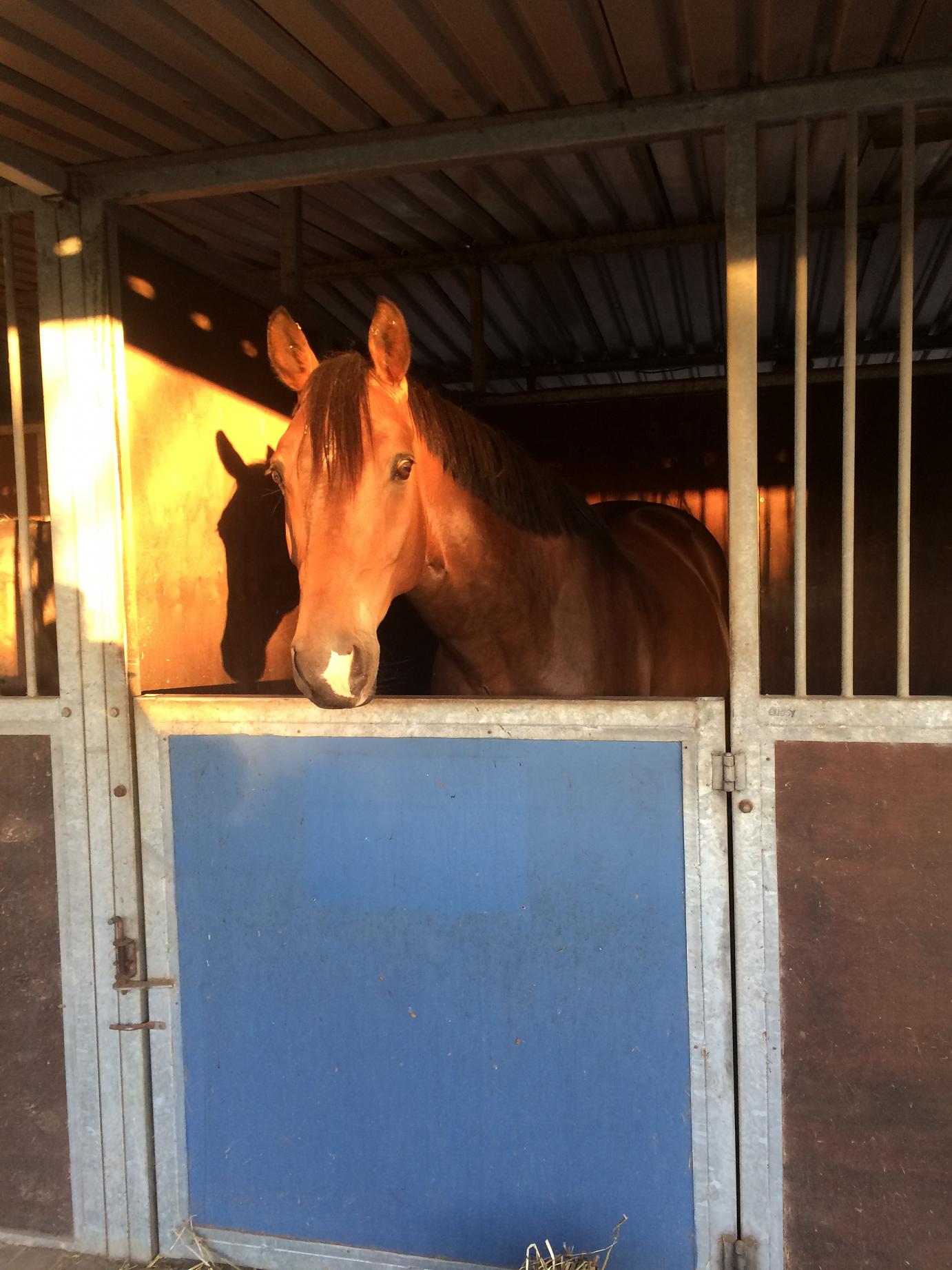 Rivervale Just Jambo