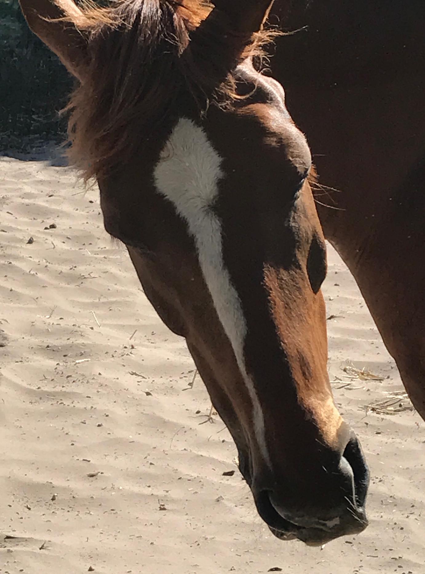 Brandenburg Sun burst 