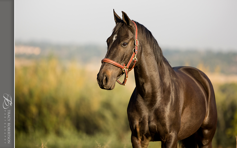 Cruisa Hakuna Matata