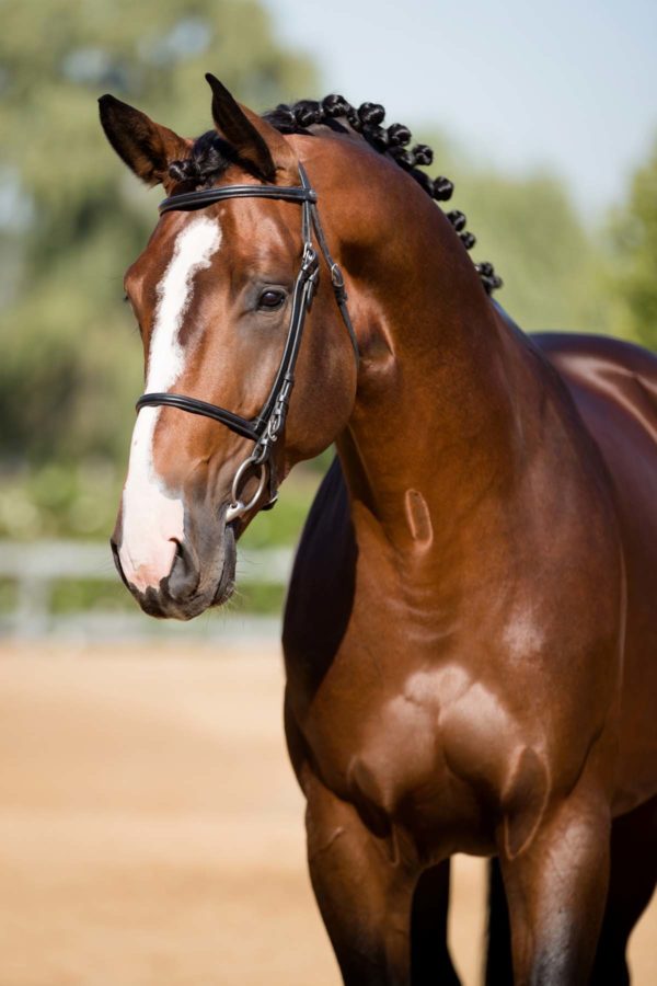 Bellator's Capital Obama