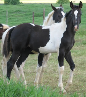 SARATOGA ANKHESANAMUN