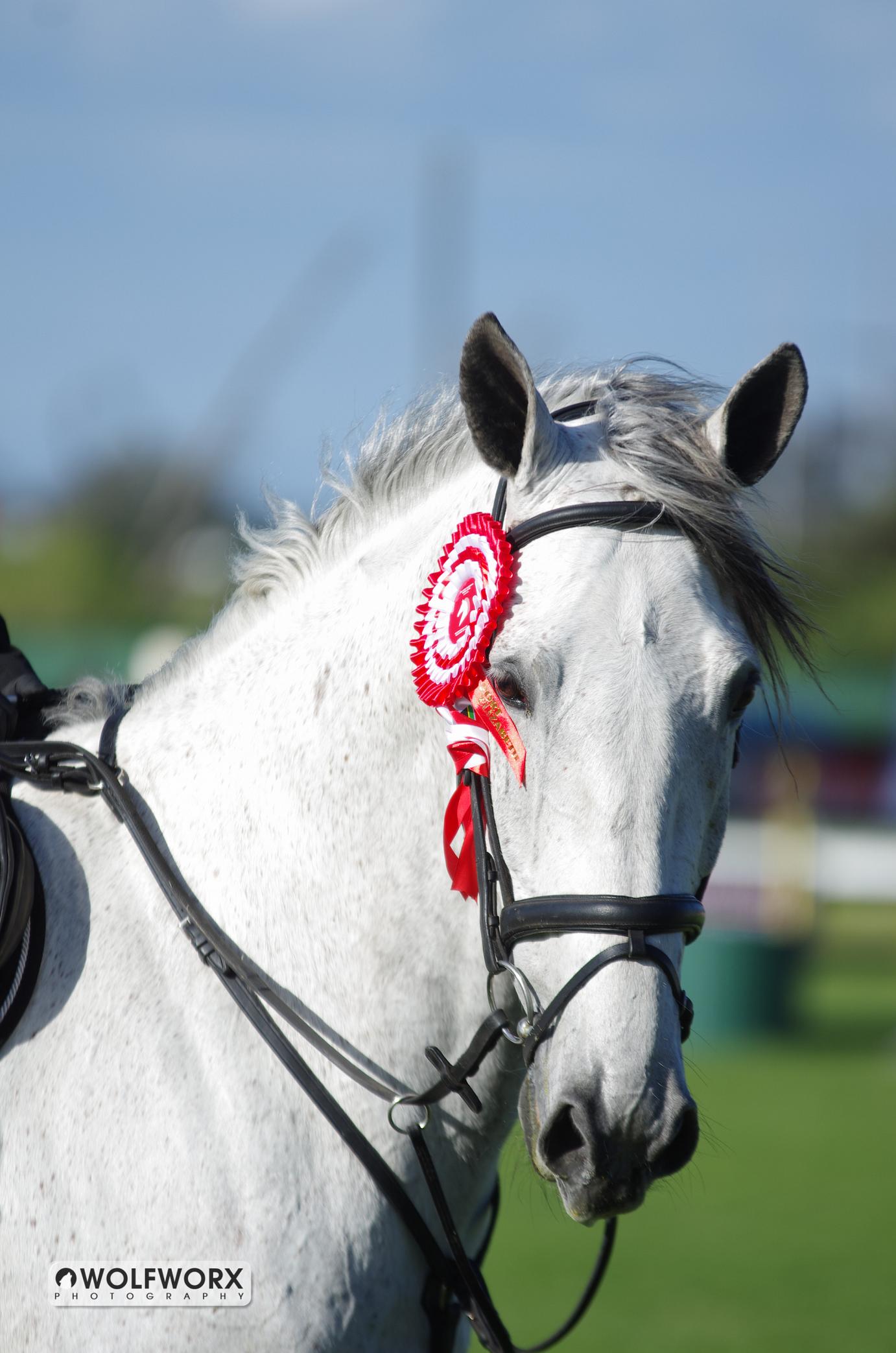 Blue Steel Equestrian's Font Colbalt Blue