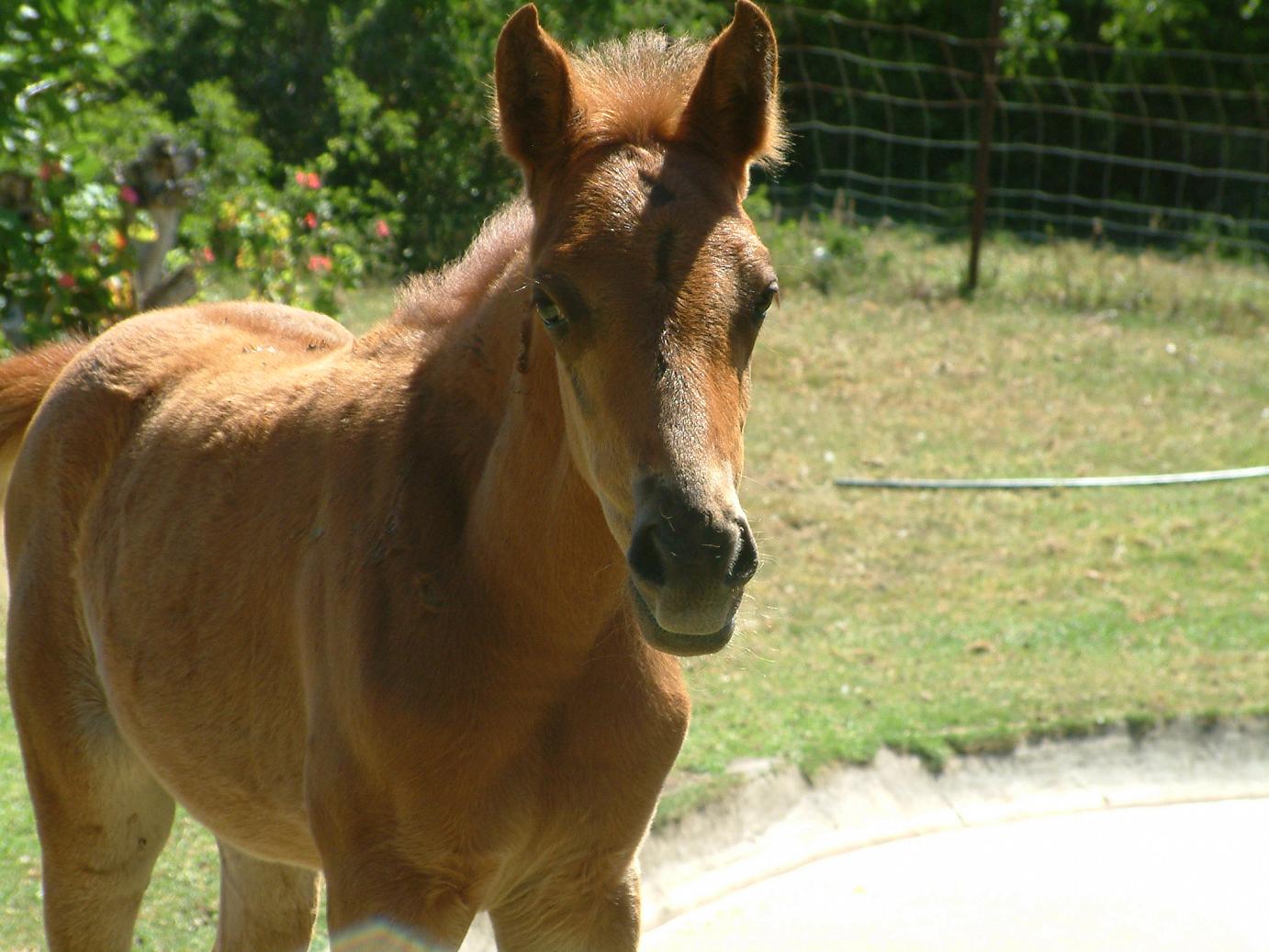Golden Legend So Dandy