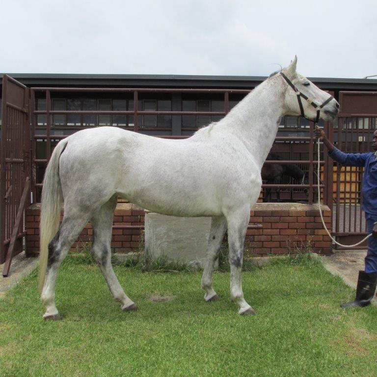 Utah Van De Dwerse Hagen