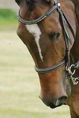 Sandowns super stardust