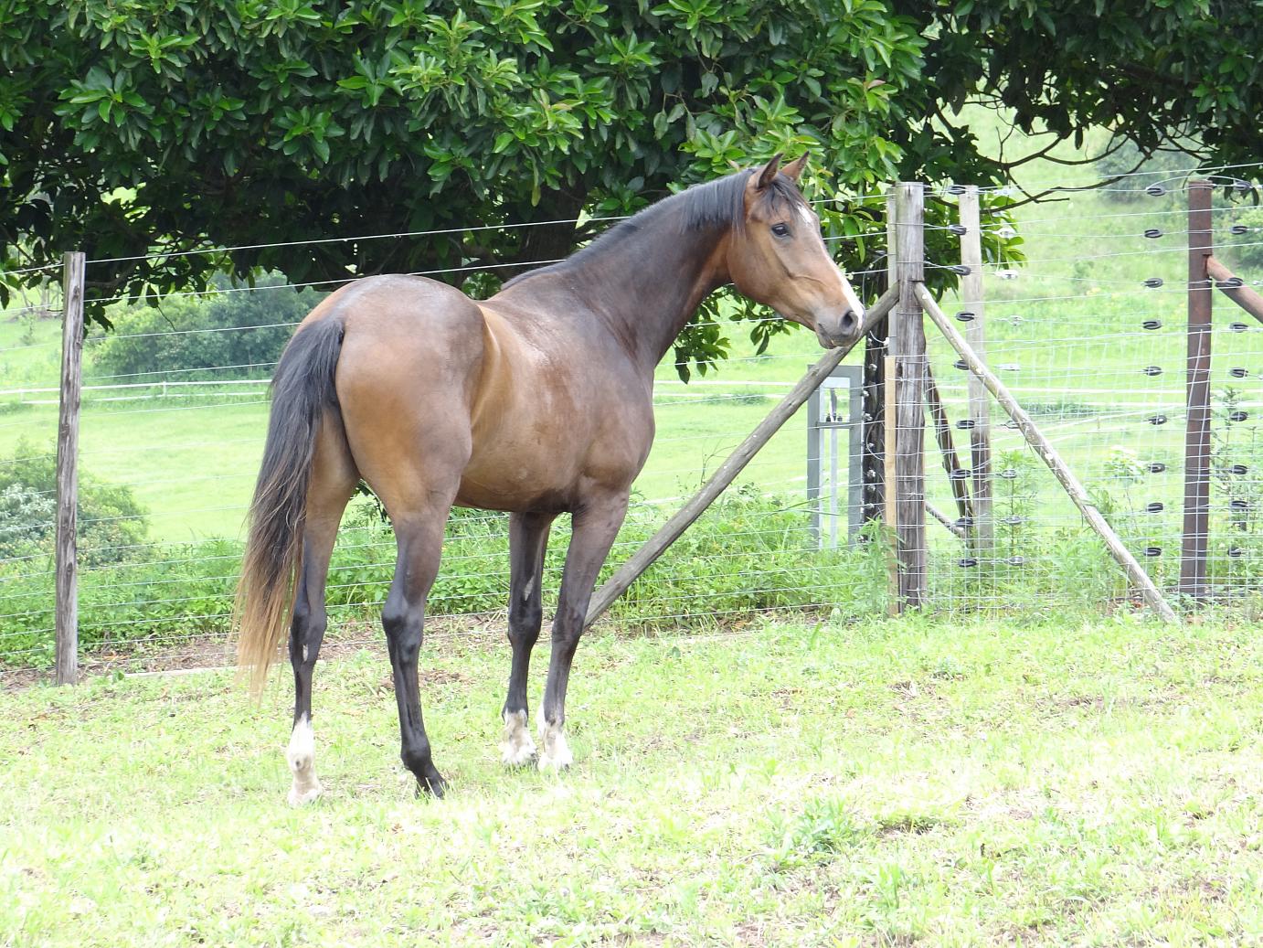 Flamite Eagles Courtleigh