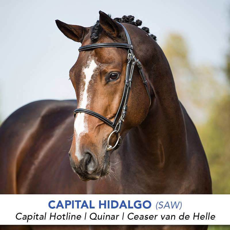 Capital Hidalgo