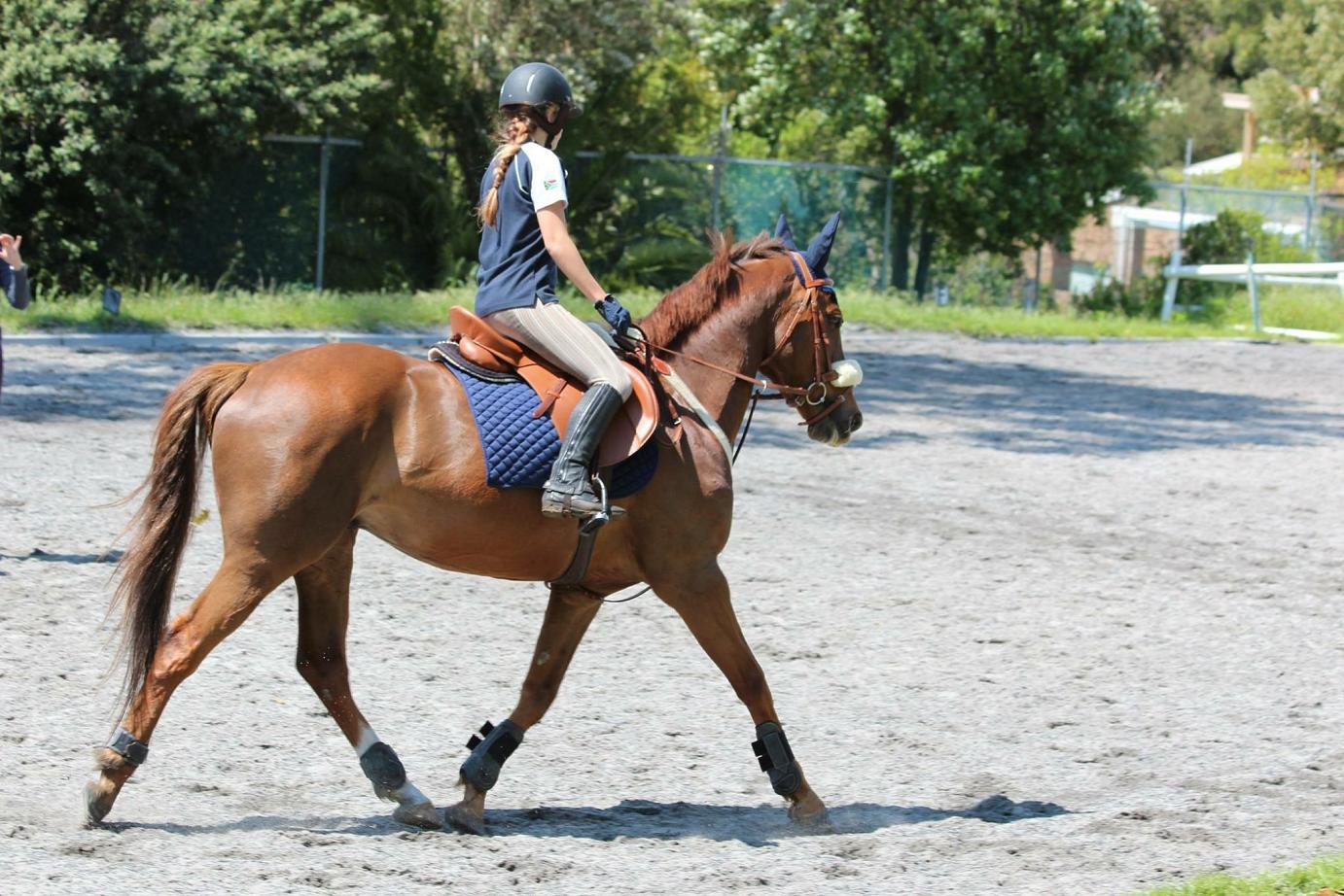 Show Jumping South Africa - SASJ