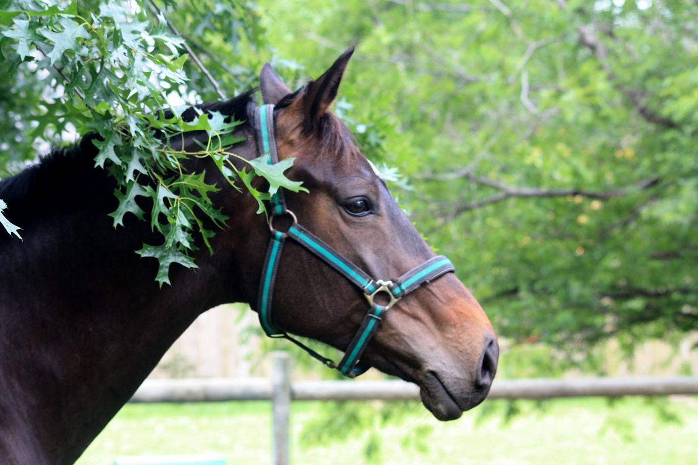 Scope Legacy's Real Liberty