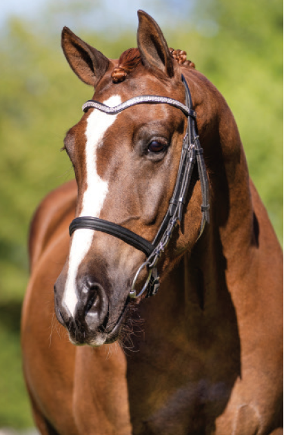 iPharma Callaho Ardennes