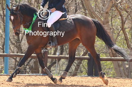 Falconwood Lady of the Nile