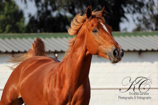 Maplestones Luthando