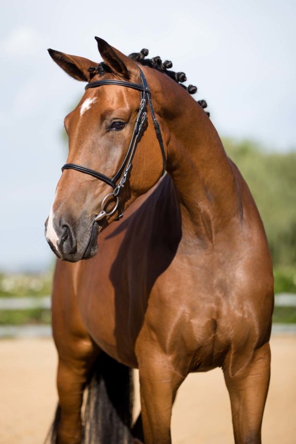 Bellator's Capital Hitatchi