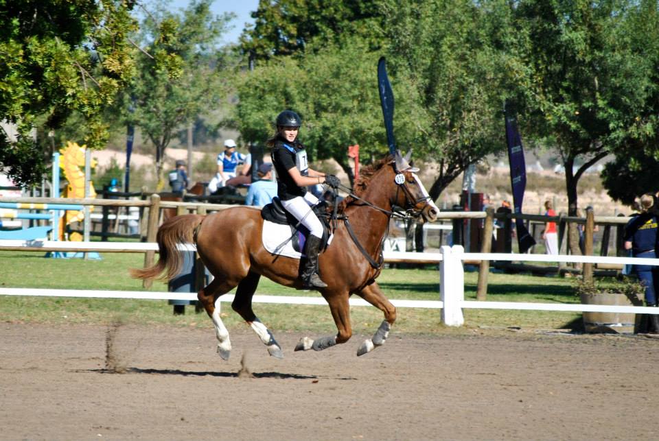 Davenport Rex grande